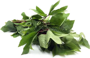 Fresh Gongura / Ambadi (1 Bunch)