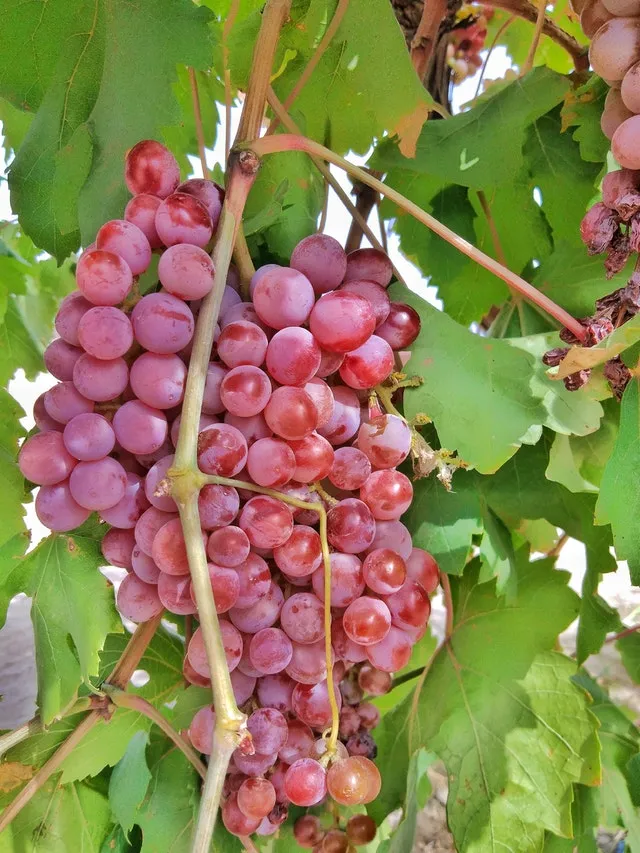 Grapes ( Seedless )