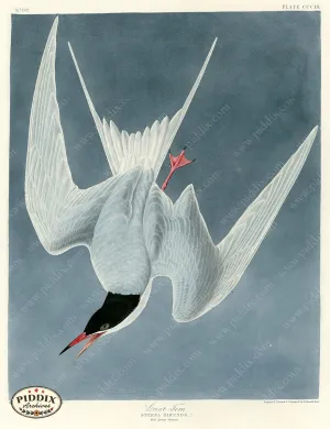 PDXC20845 -- Audubon Great Tern